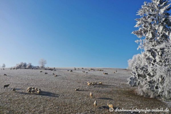 Schafe im Winter auf dem Härtsfeld